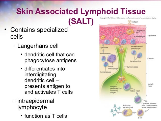 SKIN ASSOCIATED LYMPHOID TISSUE EPUB DOWNLOAD SKIN ASSOCIATED LYMPHOID TISSUE EPUB DOWNLOAD