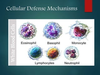Innate immunity | PPTX