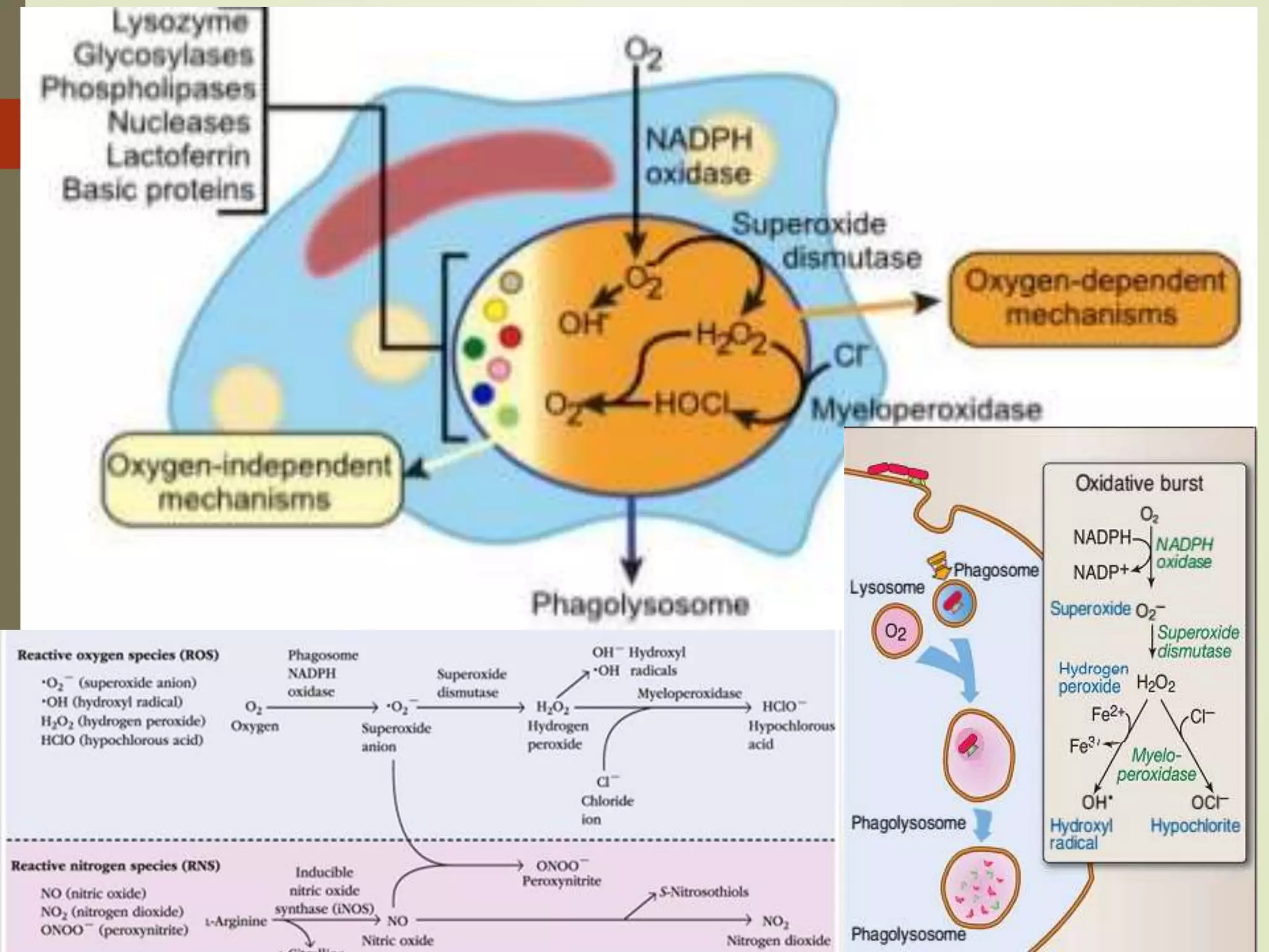 Innate immunity | PPTX | Lung and Respiratory Health | Diseases and ...