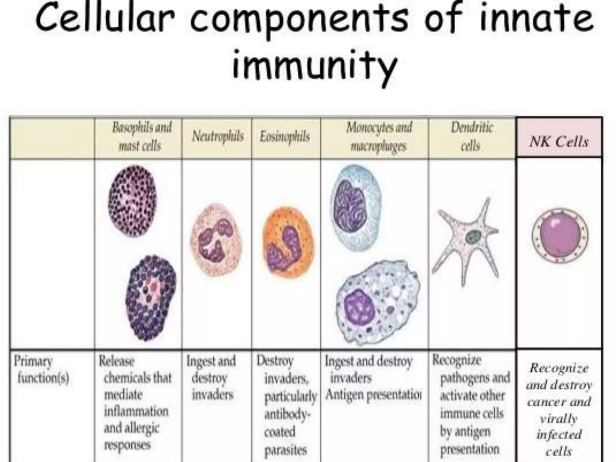 Innate immunity | PPTX | Lung and Respiratory Health | Diseases and ...