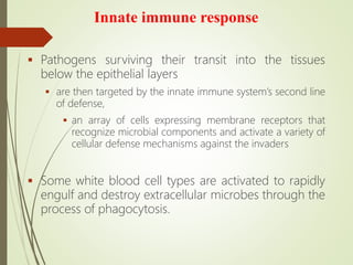 Innate immune response
 Pathogens surviving their transit into the tissues
below the epithelial layers
 are then targeted by the innate immune system’s second line
of defense,
 an array of cells expressing membrane receptors that
recognize microbial components and activate a variety of
cellular defense mechanisms against the invaders
 Some white blood cell types are activated to rapidly
engulf and destroy extracellular microbes through the
process of phagocytosis.
 