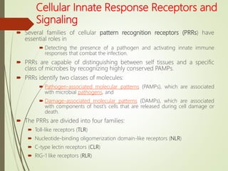 Cellular Innate Response Receptors and
Signaling
 Several families of cellular pattern recognition receptors (PRRs) have
essential roles in
 Detecting the presence of a pathogen and activating innate immune
responses that combat the infection.
 PRRs are capable of distinguishing between self tissues and a specific
class of microbes by recognizing highly conserved PAMPs.
 PRRs identify two classes of molecules:
 Pathogen-associated molecular patterns (PAMPs), which are associated
with microbial pathogens, and
 Damage-associated molecular patterns (DAMPs), which are associated
with components of host's cells that are released during cell damage or
death.
 The PRRs are divided into four families:
 Toll-like receptors (TLR)
 Nucleotide-binding oligomerization domain-like receptors (NLR)
 C-type lectin receptors (CLR)
 RIG-1 like receptors (RLR)
 