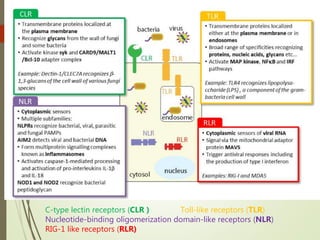 C-type lectin receptors (CLR ) Toll-like receptors (TLR)
Nucleotide-binding oligomerization domain-like receptors (NLR)
RIG-1 like receptors (RLR)
 