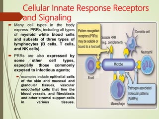 Cellular Innate Response Receptors
and Signaling
 Many cell types in the body
express PRRs, including all types
of myeloid white blood cells
and subsets of three types of
lymphocytes (B cells, T cells,
and NK cells).
 PRRs are also expressed by
some other cell types,
especially those commonly
exposed to infectious agents;
 examples include epithelial cells
of the skin and mucosal and
glandular tissues, vascular
endothelial cells that line the
blood vessels, and fibroblasts
and other stromal support cells
in various tissues.
 