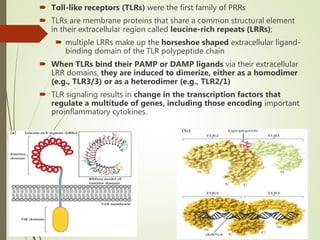  Toll-like receptors (TLRs) were the first family of PRRs
 TLRs are membrane proteins that share a common structural element
in their extracellular region called leucine-rich repeats (LRRs);
 multiple LRRs make up the horseshoe shaped extracellular ligand-
binding domain of the TLR polypeptide chain
 When TLRs bind their PAMP or DAMP ligands via their extracellular
LRR domains, they are induced to dimerize, either as a homodimer
(e.g., TLR3/3) or as a heterodimer (e.g., TLR2/1)
 TLR signaling results in change in the transcription factors that
regulate a multitude of genes, including those encoding important
proinflammatory cytokines.
 