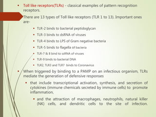  Toll like receptors(TLRs) - classical examples of pattern recognition
receptors.
 There are 13 types of Toll like receptors (TLR 1 to 13). Important ones
are-
 TLR-2 binds to bacterial peptidoglycan
 TLR-3 binds to dsRNA of viruses
 TLR-4 binds to LPS of Gram negative bacteria
 TLR-5 binds to flagella of bacteria
 TLR-7 & 8 bind to ssRNA of viruses
 TLR-9 binds to bacterial DNA
 TLR2, TLR3 and TLR7 binds to Coronavirus
 When triggered by binding to a PAMP on an infectious organism, TLRs
mediate the generation of defensive responses
 that include transcriptional activation, synthesis, and secretion of
cytokines (immune chemicals secreted by immune cells) to promote
inflammation,
 and the attraction of macrophages, neutrophils, natural killer
(NK) cells, and dendritic cells to the site of infection.
 