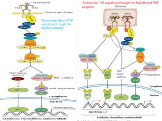 Endosomal TLR signaling through the MyD88 and TRIF
adaptors
Plasma membrane TLR
signaling through the
MyD88 adaptor.
 
