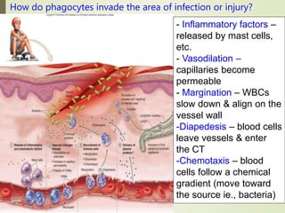- Inflammatory factors –
released by mast cells,
etc.
- Vasodilation –
capillaries become
permeable
- Margination – WBCs
slow down & align on the
vessel wall
-Diapedesis – blood cells
leave vessels & enter
the CT
-Chemotaxis – blood
cells follow a chemical
gradient (move toward
the source ie., bacteria)
How do phagocytes invade the area of infection or injury?
 