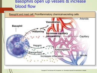 Copyright © The McGraw-Hill Companies, Inc. Permission required for reproduction or display.
Venule
Eicosanoids
Histamine
Basophil
Arteriole
Basophil and mast cell: Proinflammatory chemical-secreting cells
Heparin
Vasodilation
Increases capillary
permeability Capillary
Anticoagulant
Increases inflamation
Basophils open up vessels & increase
blood flow
 