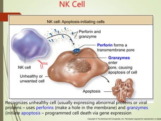 Copyright © The McGraw-Hill Companies, Inc. Permission required for reproduction or displa
Recognizes unhealthy cell (usually expressing abnormal proteins or viral
proteins – uses perforins (make a hole in the membrane) and granzymes
(initiate apoptosis – programmed cell death via gene expression
Apoptosis
Unhealthy or
unwanted cell
NK cell
Granzymes
enter
pore, causing
apoptosis of cell
Perforin forms a
transmembrane pore
Perforin and
granzyme
NK cell: Apoptosis-initiating cells
NK Cell
 
