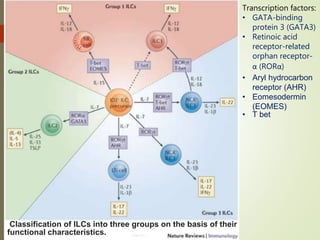 Classification of ILCs into three groups on the basis of their
functional characteristics.
Transcription factors:
• GATA-binding
protein 3 (GATA3)
• Retinoic acid
receptor-related
orphan receptor-
α (RORα)
• Aryl hydrocarbon
receptor (AHR)
• Eomesodermin
(EOMES)
• T bet
 