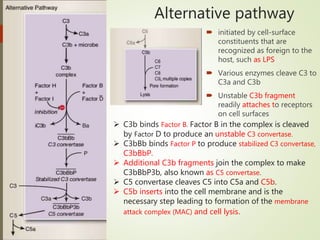Alternative pathway
 initiated by cell-surface
constituents that are
recognized as foreign to the
host, such as LPS
 Various enzymes cleave C3 to
C3a and C3b
 Unstable C3b fragment
readily attaches to receptors
on cell surfaces
 C3b binds Factor B. Factor B in the complex is cleaved
by Factor D to produce an unstable C3 convertase.
 C3bBb binds Factor P to produce stabilized C3 convertase,
C3bBbP.
 Additional C3b fragments join the complex to make
C3bBbP3b, also known as C5 convertase.
 C5 convertase cleaves C5 into C5a and C5b.
 C5b inserts into the cell membrane and is the
necessary step leading to formation of the membrane
attack complex (MAC) and cell lysis.
 