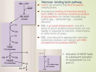 Mannose -binding lectin pathway
 Lectins are proteins that bind to specific
carbohydrates.
 Activated by binding of mannose-binding
lectin (MBL) to mannose-containing residues
of glycoproteins on certain microbes (e.g.,
Listeria spp. , Salmonell spp. , Candida
albicans) .
 MBL is an acute phase protein, one of a
series of serum proteins whose levels can rise
rapidly in response to infection, inflammation,
or other forms of stress.
 MBL, once bound to appropriate mannose-
containing residues, can interact with MBL-
activated serine protease (MASP).
• Activation of MASP leads
to subsequent activation
of components C2, C4,
and C3
 
