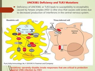 UNC93B1 Deficiency and TLR3 Mutations
 Deficiency of UNC93B1 or TLR3 leads to susceptibility to encephalitis
caused by herpes simplex (HSV-1) (the virus that causes cold sores) due
to decreased production of interferons in the central nervous system.
mutations -severely disable innate responses that are critical to protection
against CNS infection by HSV
 