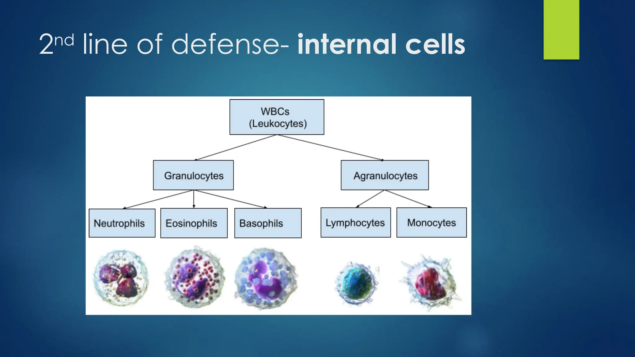 Innate immunity. is about realising it's significant characteristics | PPT