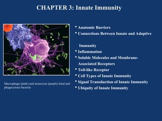 innate immunity,types of innate immunity | PPT