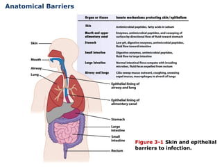 innate immunity,types of innate immunity | PPT