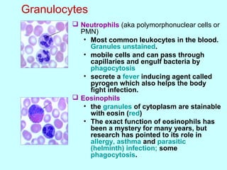 Polymorphonuclear Function Innateimmunity nonspecificdefensesofthehost-final-150330233237 ...