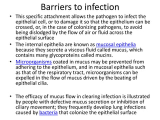 Barriers to infection
• This specific attachment allows the pathogen to infect the
epithelial cell, or to damage it so that the epithelium can be
crossed, or, in the case of colonizing pathogens, to avoid
being dislodged by the flow of air or fluid across the
epithelial surface
• The internal epithelia are known as mucosal epithelia
because they secrete a viscous fluid called mucus, which
contains many glycoproteins called mucins.
• Microorganisms coated in mucus may be prevented from
adhering to the epithelium, and in mucosal epithelia such
as that of the respiratory tract, microorganisms can be
expelled in the flow of mucus driven by the beating of
epithelial cilia.
• The efficacy of mucus flow in clearing infection is illustrated
by people with defective mucus secretion or inhibition of
ciliary movement; they frequently develop lung infections
caused by bacteria that colonize the epithelial surface
 