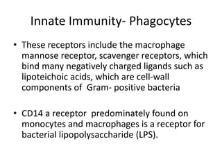 Innate Immunity- Phagocytes
• These receptors include the macrophage
mannose receptor, scavenger receptors, which
bind many negatively charged ligands such as
lipoteichoic acids, which are cell-wall
components of Gram- positive bacteria
• CD14 a receptor predominately found on
monocytes and macrophages is a receptor for
bacterial lipopolysaccharide (LPS).
 