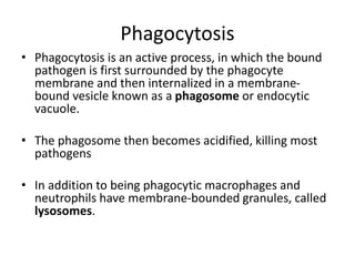 Phagocytosis
• Phagocytosis is an active process, in which the bound
pathogen is first surrounded by the phagocyte
membrane and then internalized in a membrane-
bound vesicle known as a phagosome or endocytic
vacuole.
• The phagosome then becomes acidified, killing most
pathogens
• In addition to being phagocytic macrophages and
neutrophils have membrane-bounded granules, called
lysosomes.
 