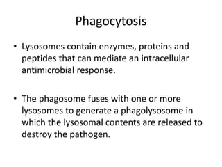 Phagocytosis
• Lysosomes contain enzymes, proteins and
peptides that can mediate an intracellular
antimicrobial response.
• The phagosome fuses with one or more
lysosomes to generate a phagolysosome in
which the lysosomal contents are released to
destroy the pathogen.
 