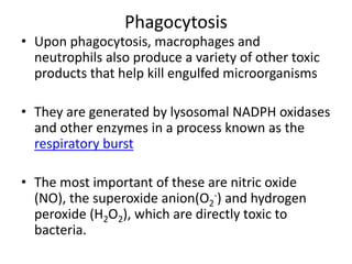 Phagocytosis
• Upon phagocytosis, macrophages and
neutrophils also produce a variety of other toxic
products that help kill engulfed microorganisms
• They are generated by lysosomal NADPH oxidases
and other enzymes in a process known as the
respiratory burst
• The most important of these are nitric oxide
(NO), the superoxide anion(O2
-) and hydrogen
peroxide (H2O2), which are directly toxic to
bacteria.
 