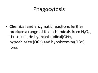 Phagocytosis
• Chemical and enzymatic reactions further
produce a range of toxic chemicals from H2O2 ,
these include hydroxyl radical(OH.),
hypochlorite (OCl-) and hypobromite(OBr-)
ions.
 