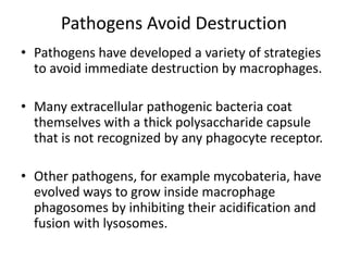 Pathogens Avoid Destruction
• Pathogens have developed a variety of strategies
to avoid immediate destruction by macrophages.
• Many extracellular pathogenic bacteria coat
themselves with a thick polysaccharide capsule
that is not recognized by any phagocyte receptor.
• Other pathogens, for example mycobateria, have
evolved ways to grow inside macrophage
phagosomes by inhibiting their acidification and
fusion with lysosomes.
 