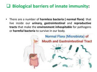  Biological barriers of innate immunity:
• There are a number of harmless bacteria ( normal flora) that
live inside our urinary, gastrointestinal and reproductive
tracts that make the environment inhospitable for pathogens
or harmful bacteria to survive in our body.
 