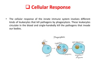  Cellular Response
• The cellular response of the innate immune system involves different
kinds of leukocytes that kill pathogens by phagocytosis. These leukocytes
circulate in the blood and single-handedly kill the pathogens that invade
our bodies.
 