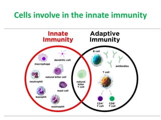 Cells involve in the innate immunity
 