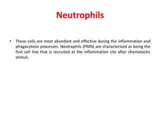 Neutrophils
• These cells are most abundant and effective during the inflammation and
phagocytosis processes. Neutrophils (PMN) are characterized as being the
first cell line that is recruited at the inflammation site after chemotactic
stimuli.
 
