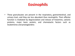 Eosinophils
• These granulocytes are present in the respiratory, gastrointestinal, and
urinary tract, and they are less abundant than neutrophils. Their effector
function is mediated by degranulation and release of histamine, cationic
proteins, major basic protein, and chemotactic factors such as
leukotrienes and prostaglandins
 