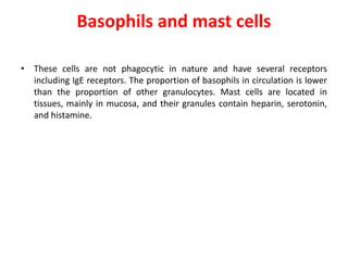 Basophils and mast cells
• These cells are not phagocytic in nature and have several receptors
including IgE receptors. The proportion of basophils in circulation is lower
than the proportion of other granulocytes. Mast cells are located in
tissues, mainly in mucosa, and their granules contain heparin, serotonin,
and histamine.
 