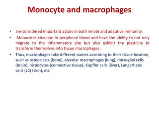 Monocyte and macrophages
• are considered important actors in both innate and adaptive immunity.
• Monocytes circulate in peripheral blood and have the ability to not only
migrate to the inflammatory site but also exhibit the plasticity to
transform themselves into tissue macrophages .
• Thus, macrophages take different names according to their tissue location,
such as osteoclasts (bone), alveolar macrophages (lung), microglial cells
(brain), histiocytes (connective tissue), Kupffer cells (liver), Langerhans
cells (LC) (skin), etc
 