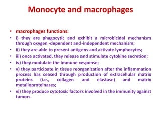 Monocyte and macrophages
• macrophages functions:
• i) they are phagocytic and exhibit a microbicidal mechanism
through oxygen -dependent and-independent mechanism;
• ii) they are able to present antigens and activate lymphocytes;
• iii) once activated, they release and stimulate cytokine secretion;
• iv) they modulate the immune response;
• v) they participate in tissue reorganization after the inflammation
process has ceased through production of extracellular matrix
proteins (i.e., collagen and elastase) and matrix
metalloproteinases;
• vi) they produce cytotoxic factors involved in the immunity against
tumors
 