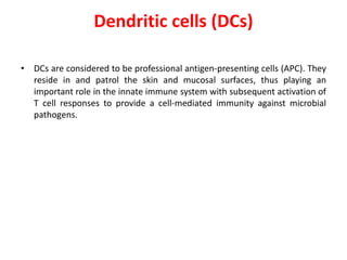 Dendritic cells (DCs)
• DCs are considered to be professional antigen-presenting cells (APC). They
reside in and patrol the skin and mucosal surfaces, thus playing an
important role in the innate immune system with subsequent activation of
T cell responses to provide a cell-mediated immunity against microbial
pathogens.
 