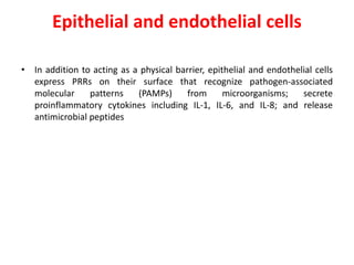 Epithelial and endothelial cells
• In addition to acting as a physical barrier, epithelial and endothelial cells
express PRRs on their surface that recognize pathogen-associated
molecular patterns (PAMPs) from microorganisms; secrete
proinflammatory cytokines including IL-1, IL-6, and IL-8; and release
antimicrobial peptides
 