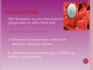 PHAGOCYTOSIS: 
 Elle Mechnikov was the first to observe 
phagocytosis by white blood cells. 
I. Chemo taxis & attachment: 
a- Attraction by chemo tactic substances 
(microbes, damaged tissues) 
b- Attachment by receptors( such as TLRs ) on 
surfaces of phagocytes. 
 