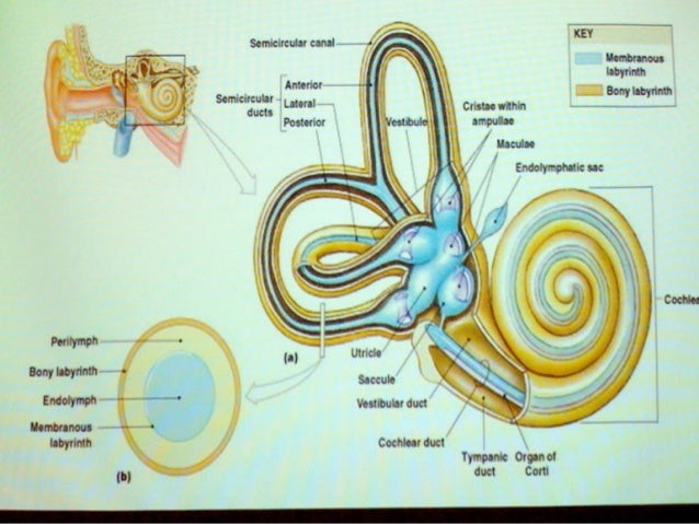 INNER EAR - DR NITIN ANIYAN THOMAS (NATS)