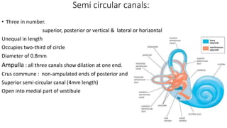 Semi circular canals:
• Three in number.
superior, posterior or vertical & lateral or horizontal
Unequal in length
Occupies two-third of circle
Diameter of 0.8mm
Ampulla : all three canals show dilation at one end.
Crus commune : non-ampulated ends of posterior and
Superior semi-circular canal (4mm length)
Open into medial part of vestibule
 