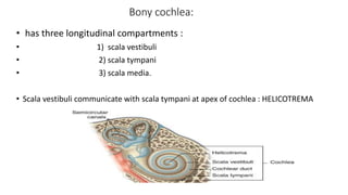 Bony cochlea:
• has three longitudinal compartments :
• 1) scala vestibuli
• 2) scala tympani
• 3) scala media.
• Scala vestibuli communicate with scala tympani at apex of cochlea : HELICOTREMA
 