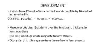 DEVELOPMENT
• It starts from 3rd week of intrauterine life and complete by 16 week of
intrauterine life.
Otic discs ( placodes) - otic pits – otocysts..
• Placode or otic disc: Ectoderm over the hindbrain, thickens to
form otic discs
• Otic pits : otic discs which invaginate to form oticpits.
• Otocysts: otic pits separate from the surface to form otocysts
 