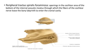 • Peripheral tractus spiralis foraminosa: openings in the cochlear area of the
bottom of the internal acoustic meatus through which the fibers of the cochlear
nerve leave the bony labyrinth to enter the cranial cavity
 