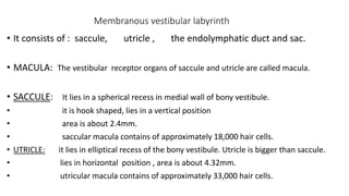 Membranous vestibular labyrinth
• It consists of : saccule, utricle , the endolymphatic duct and sac.
• MACULA: The vestibular receptor organs of saccule and utricle are called macula.
• SACCULE: It lies in a spherical recess in medial wall of bony vestibule.
• it is hook shaped, lies in a vertical position
• area is about 2.4mm.
• saccular macula contains of approximately 18,000 hair cells.
• UTRICLE: it lies in elliptical recess of the bony vestibule. Utricle is bigger than saccule.
• lies in horizontal position , area is about 4.32mm.
• utricular macula contains of approximately 33,000 hair cells.
 