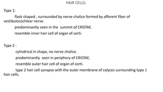 HAIR CELLS:
Type 1:
flask shaped , surrounded by nerve chalice formed by afferent fiber of
vestibulocochlear nerve.
predominantly seen in the summit of CRISTAE.
resemble inner hair cell of organ of corti.
Type 2 :
cylindrical in shape, no nerve chalice.
predominantly seen in periphery of CRISTAE.
resemble outer hair cell of organ of corti.
type 2 hair cell synapse with the outer membrane of calyces surrounding type 1
hair cells.
 