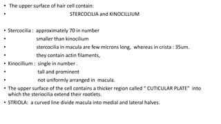 • The upper surface of hair cell contain:
• STERCOCILIA and KINOCILLIUM
• Stercocilia : approximately 70 in number
• smaller than kinocilium
• stercocilia in macula are few microns long, whereas in crista : 35um.
• they contain actin filaments,
• Kinocillium : single in number .
• tall and prominent
• not uniformly arranged in macula.
• The upper surface of the cell contains a thicker region called “ CUTICULAR PLATE” into
which the steriocilia extend their rootlets.
• STRIOLA: a curved line divide macula into medial and lateral halves.
 