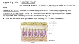 supporting cells : “ DEITERS CELLS”
contain dense material , rich in actin , strongly attached to the hair cell
base.
GELATINOUS MASS : composed of mucopolysaccharides secreted by supporting cells.
OTOLITH or STATOCONIA : consist of small cylindrical and hexagonally shaped bodies
with pointed ends made up of a calcium carbonate crystals .
• These are anchored with gelatinous layer forming OTOCONIAL MEMBRANE .
 