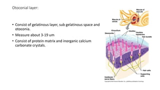 Otoconial layer:
• Consist of gelatinous layer, sub gelatinous space and
otoconia.
• Measure about 3-19 um
• Consist of protein matrix and inorganic calcium
carbonate crystals.
 